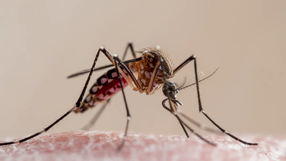 Dengue: condados da Flórida declaram emergência após surto; 1 pessoa morreu