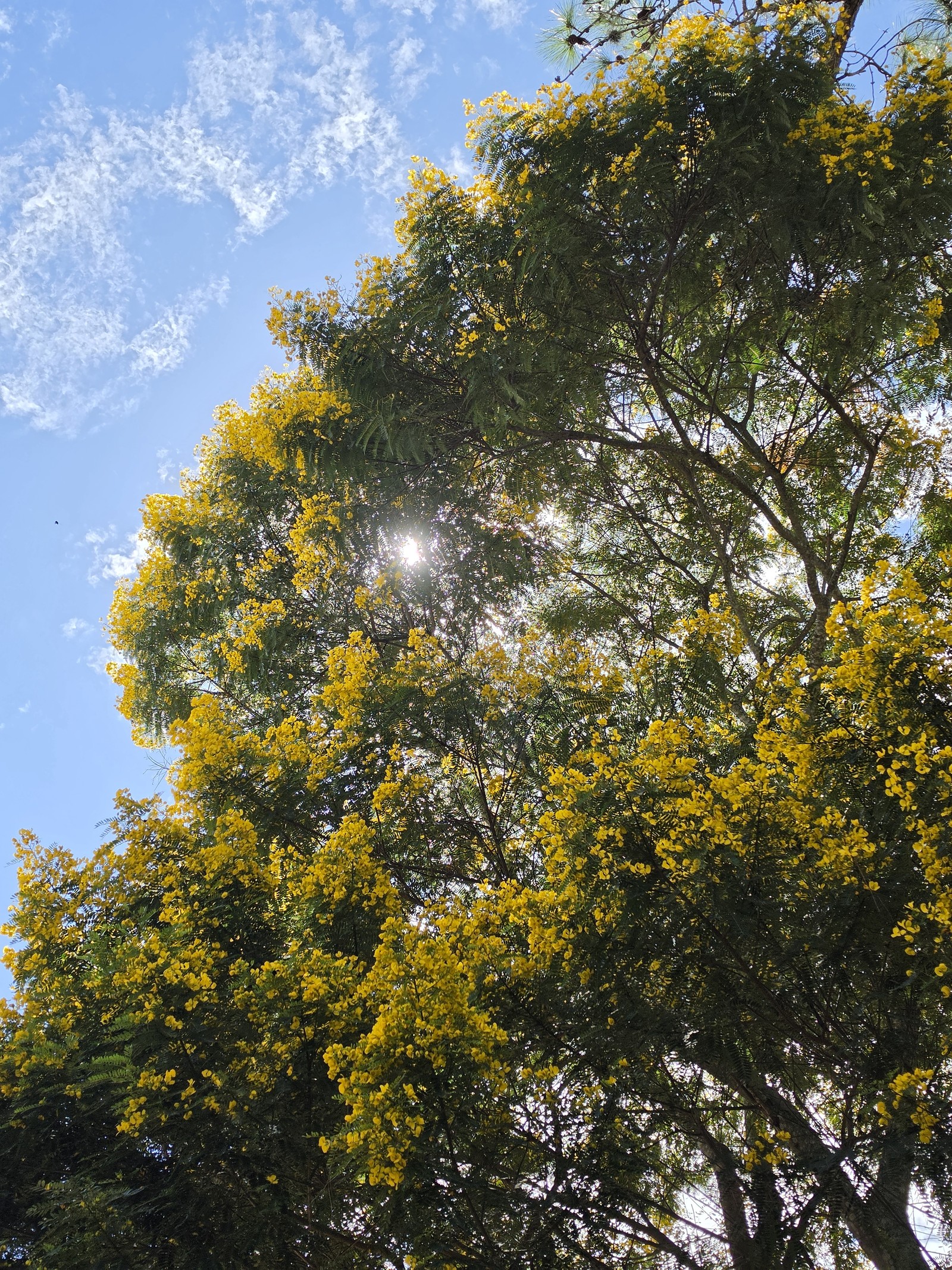 Ipê amarelo; foto tirada com Galaxy S26 Ultra, zoom de 2x — Foto: Ana Letícia Loubak/TechTudo