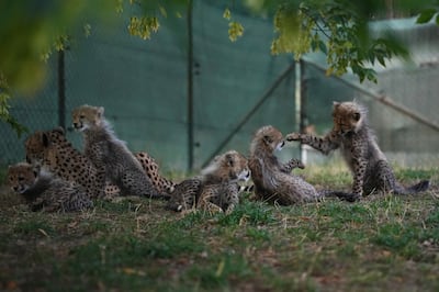 Cachorros-leopardo recém-nascidos no Zoológico de Praga 'em boas condições' após tempestades fortes e doença da mãe