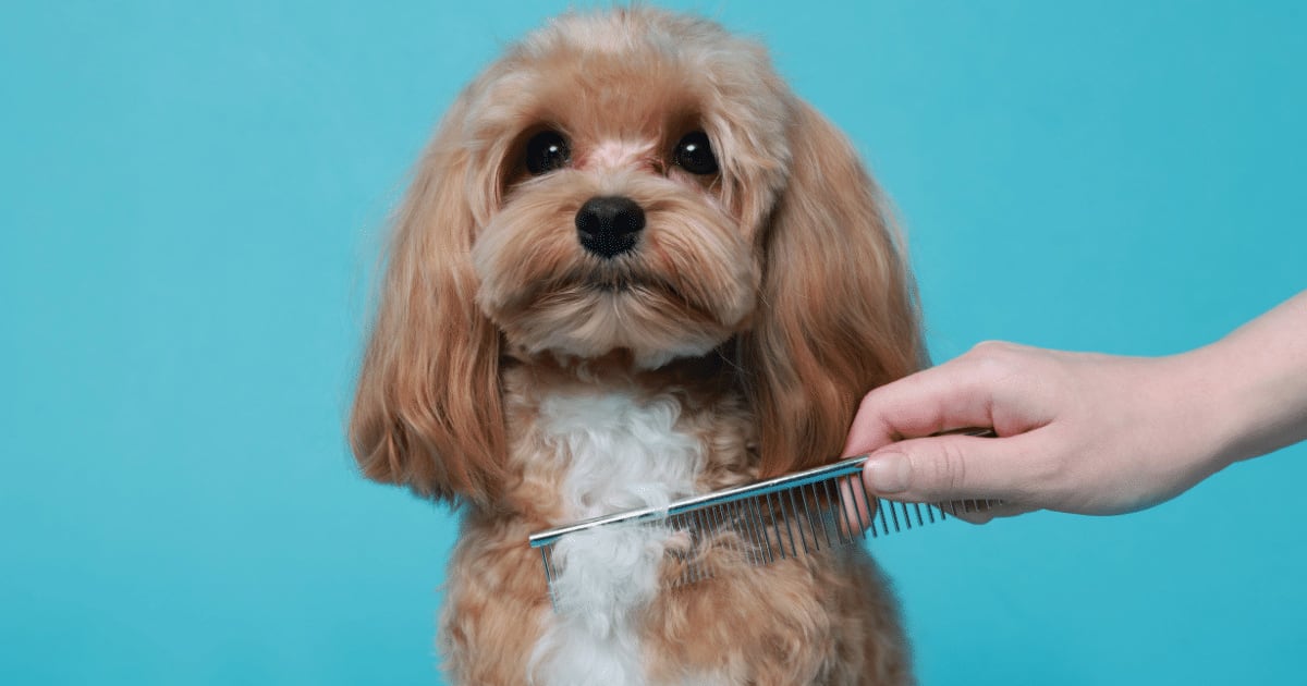 Como tirar nós do pelo do cachorro: veja cuidados para desembaraçar sem causar desconforto ou precisar cortar a pelagem