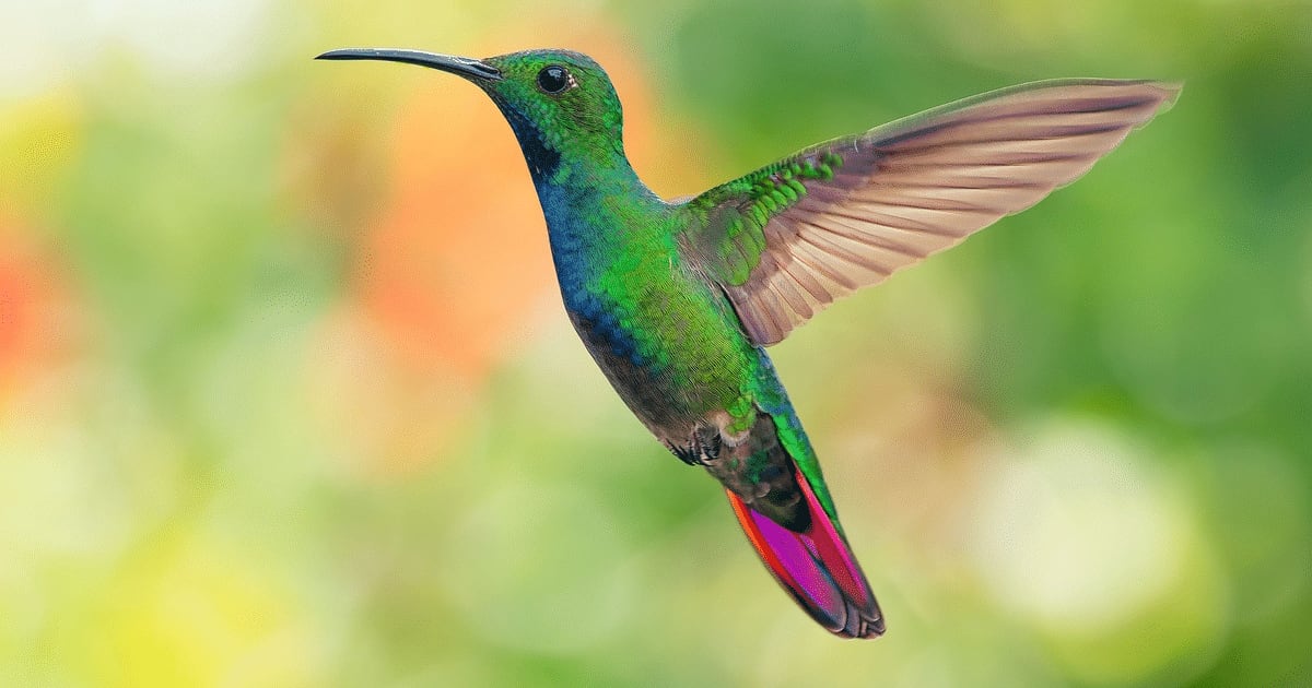 Sabia que o beija-flor consegue ficar parado no ar? Veja outras curiosidades sobre a ave