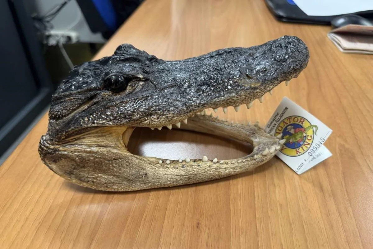 Polícia italiana apreende cabeça de crocodilo em bagagem de passageiro