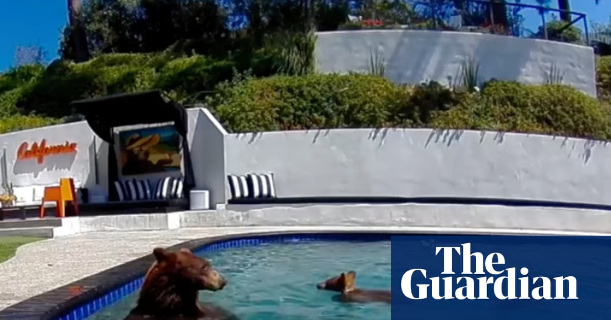 Boas vizinhanças com urso: humanos e animais aprendem a viver juntos em uma Los Angeles em expansão