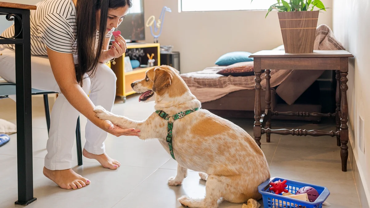 mulher adestrando cachorro em casa