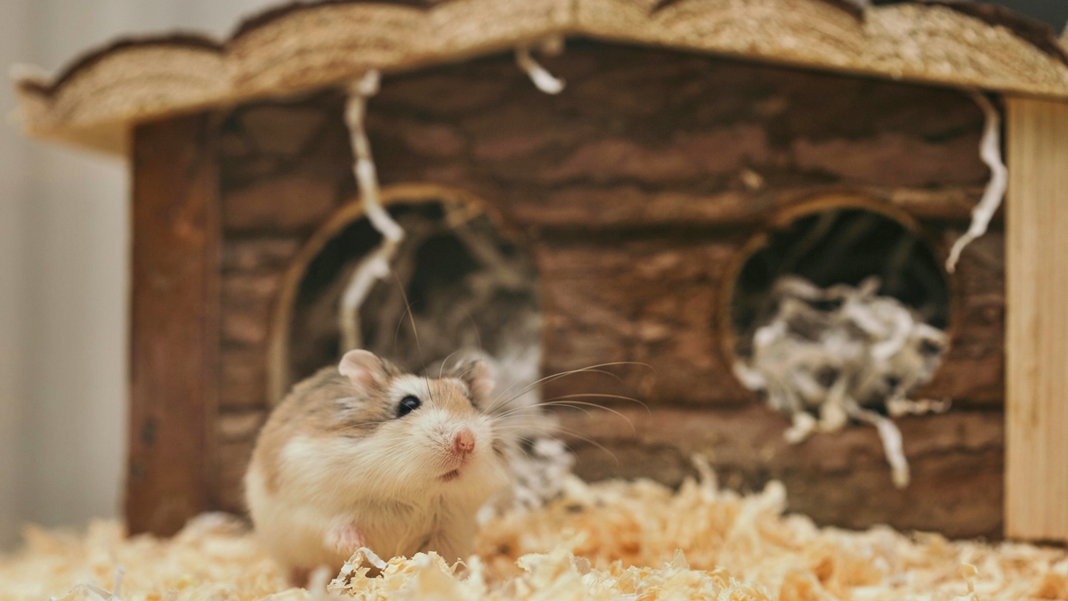 O que fazer para o seu hamster não sofrer com estresse e problemas de saúde