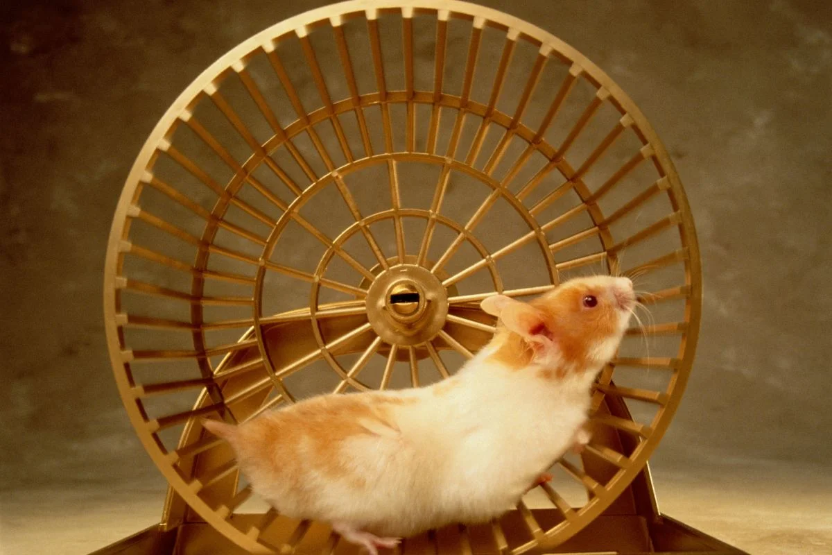 O que fazer para o seu hamster não sofrer com estresse e problemas de saúde