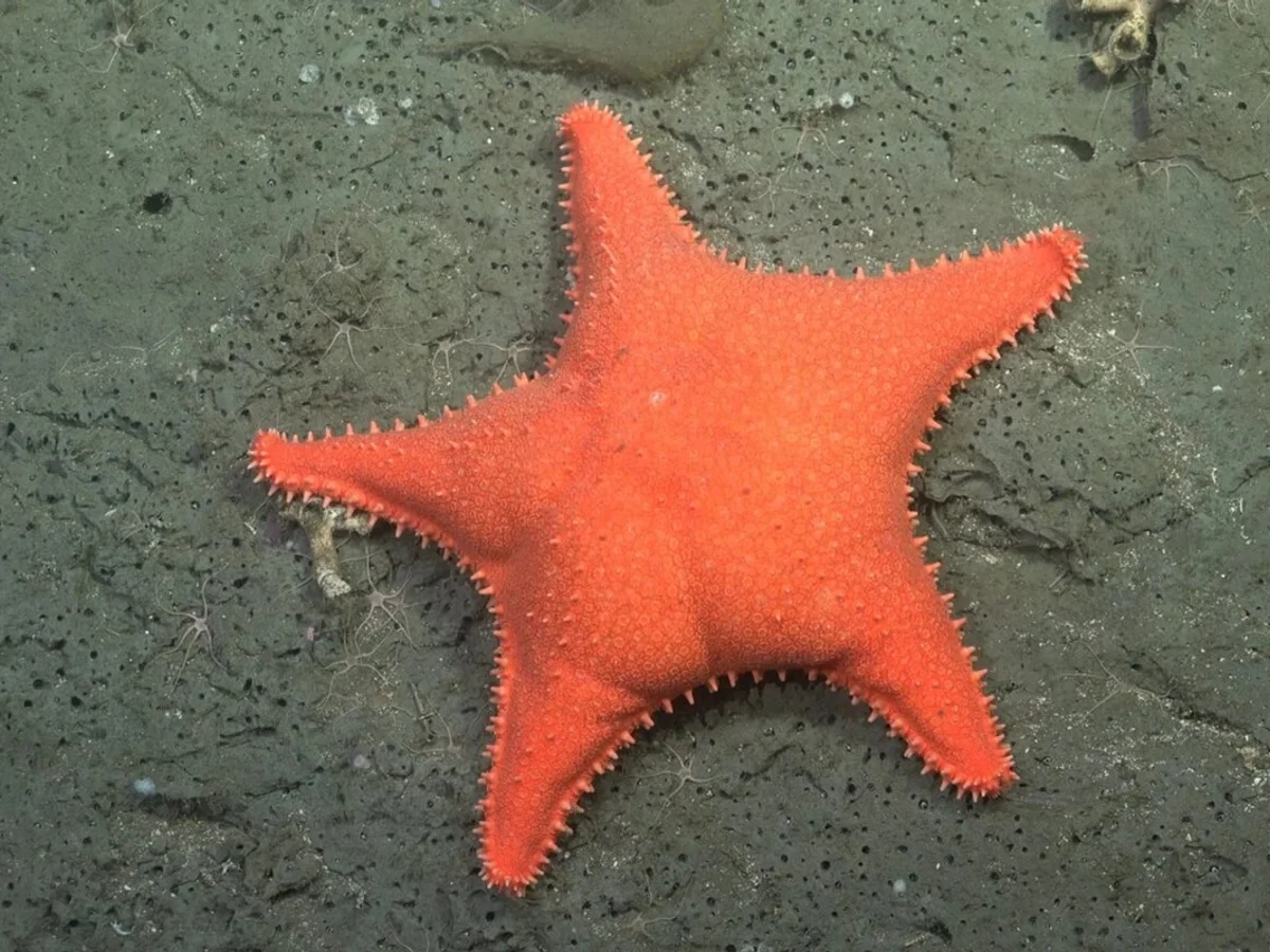 Até o Patrick Estrela: expedição descobre 57 novas espécies no fundo do mar