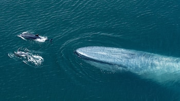 ¿Ballenas o gas? Dónde ver el cortometraje narrado por Ximena Sariñana que denuncia el daño ambiental del gas licuado al Golfo de California
