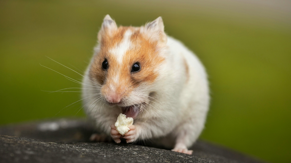 O que fazer para o seu hamster não sofrer com estresse e problemas de saúde