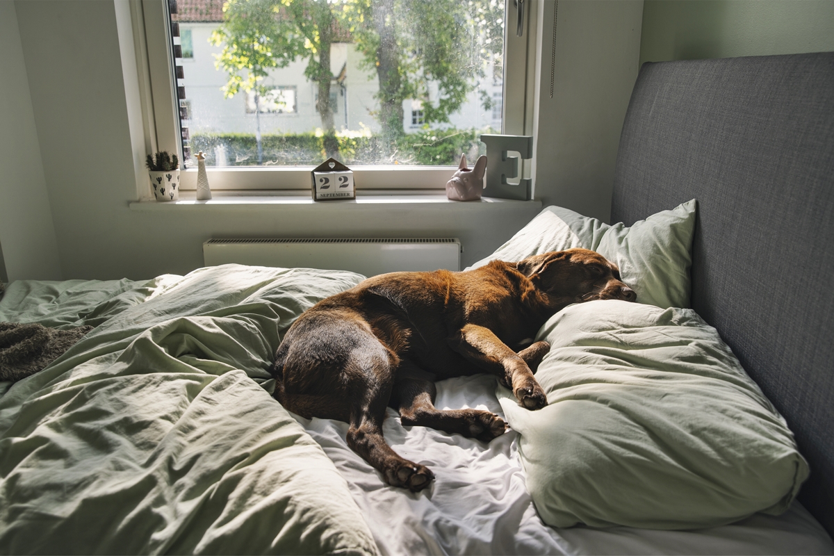 O que evitar ao chegar em casa para não gerar estresse ou ansiedade no pet