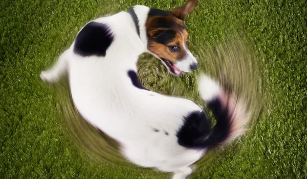 O pet tem mania de dormir no seu travesseiro? Afeto explica comportamento