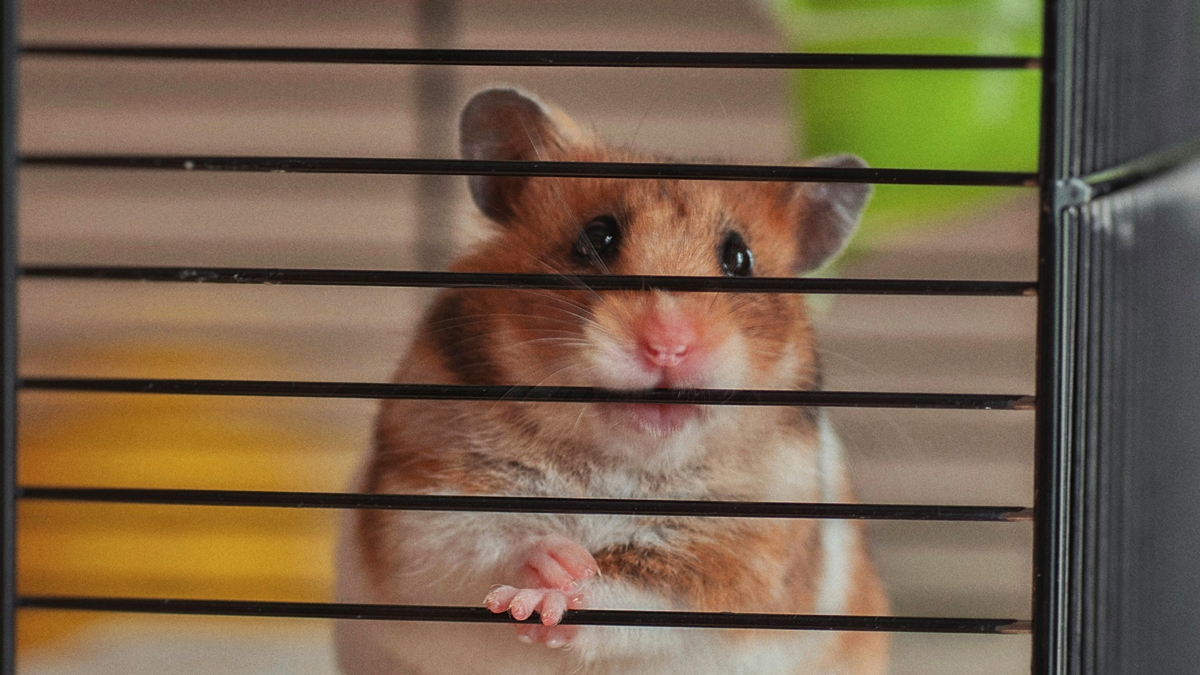 O que fazer para o seu hamster não sofrer com estresse e problemas de saúde