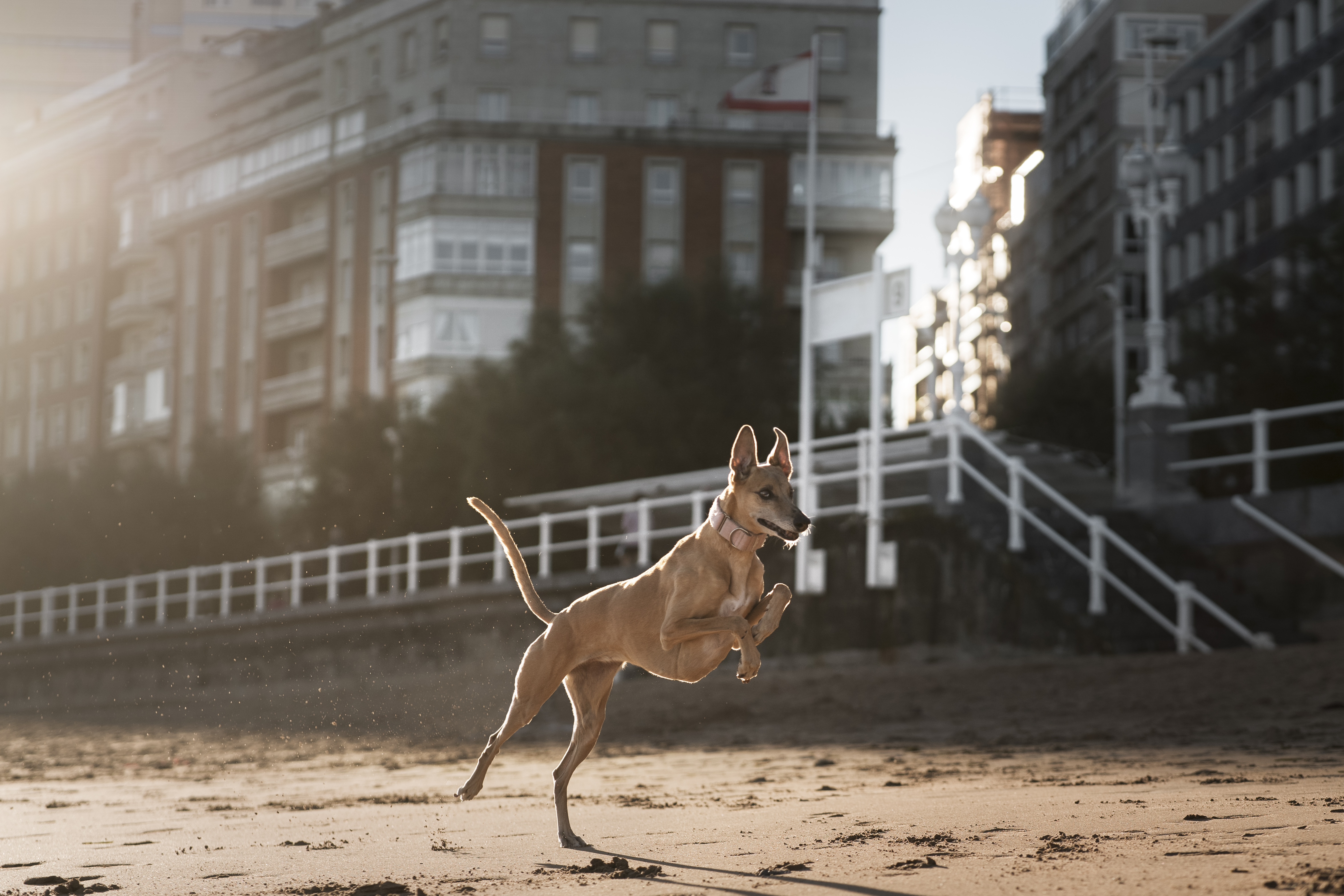 Saiba como ensinar o seu cachorro a voltar para casa