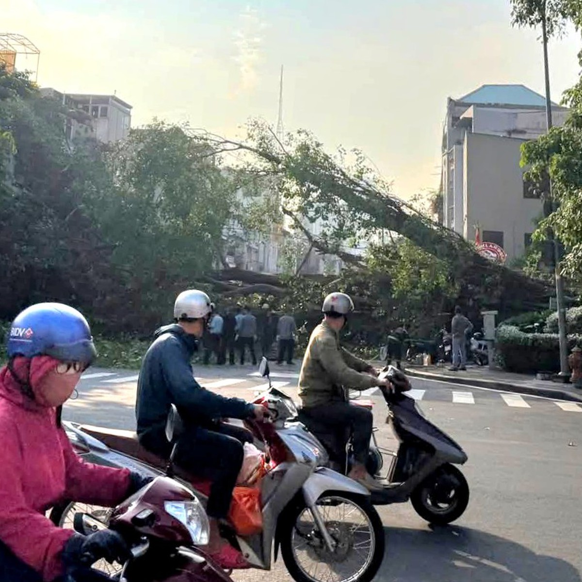 Uma árvore de figo de um prédio tombou e bloqueou a rua Đinh Tiên Hoàng - Võ Thị Sáu, em TP.HCM.