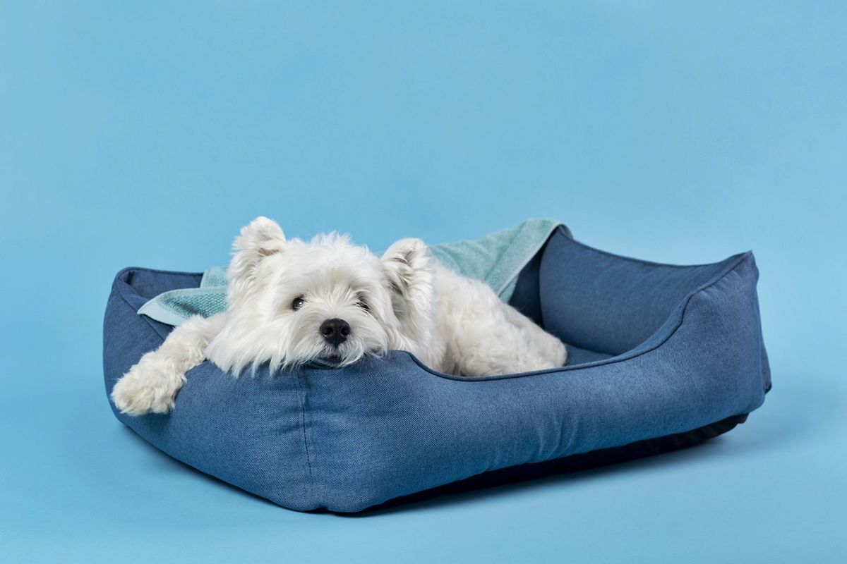 O pet tem mania de dormir no seu travesseiro? Afeto explica comportamento