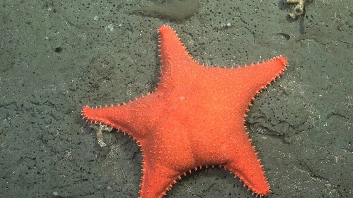 Até o Patrick Estrela: expedição descobre 57 novas espécies no fundo do mar