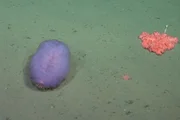 Até o Patrick Estrela: expedição descobre 57 novas espécies no fundo do mar