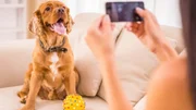 O que evitar ao chegar em casa para não gerar estresse ou ansiedade no pet