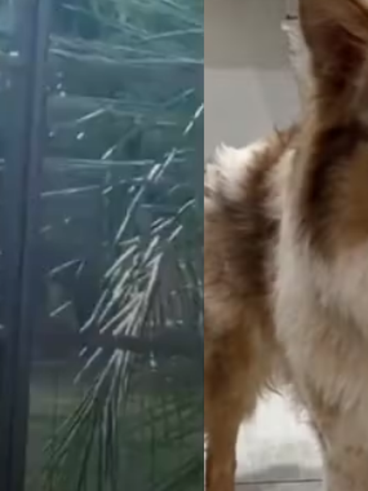 Tutor de cão agredido por dona de hotel para pets desabafa e cobra respostas: 'Mínimo que a gente espera é segurança'