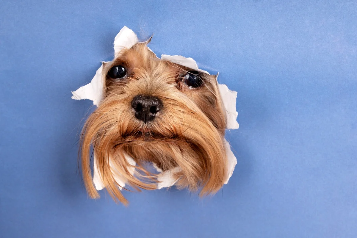 Adaptar a dieta e a rotina a diferentes fases aumenta a saúde dos pets