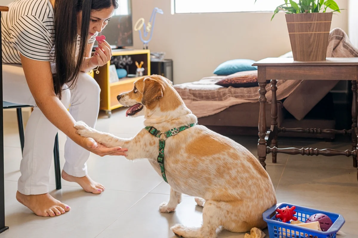 O que evitar ao chegar em casa para não gerar estresse ou ansiedade no pet