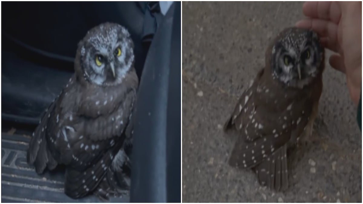 ‘I couldn’t bear the thought of leaving it there’: Couple rescues injured owl with community’s help