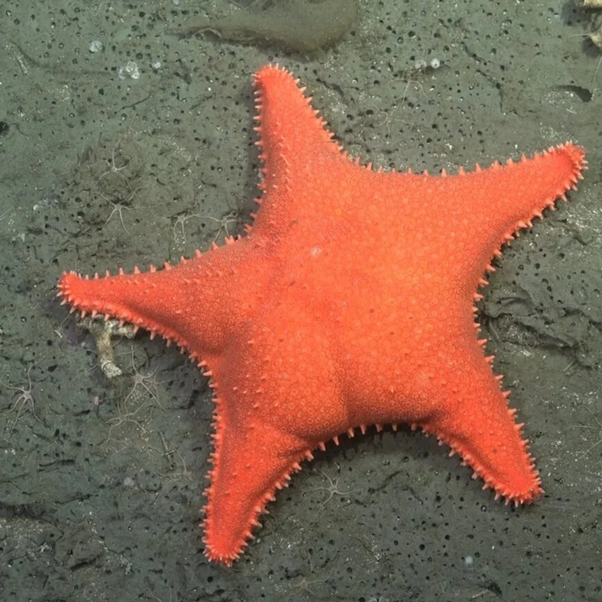 Até o Patrick Estrela: expedição descobre 57 novas espécies no fundo do mar