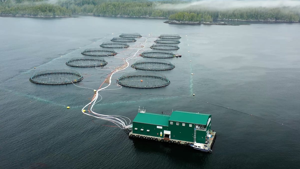 Millions of pink salmon are returning to spawn on Canada’s West Coast. But why?